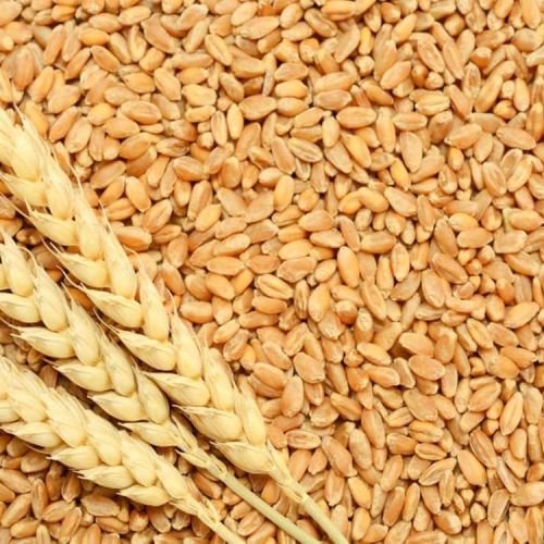 Wheat Wheat